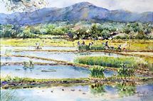 ทุ่งนาหน้าฝน (Rice Fields in Chiangrai)